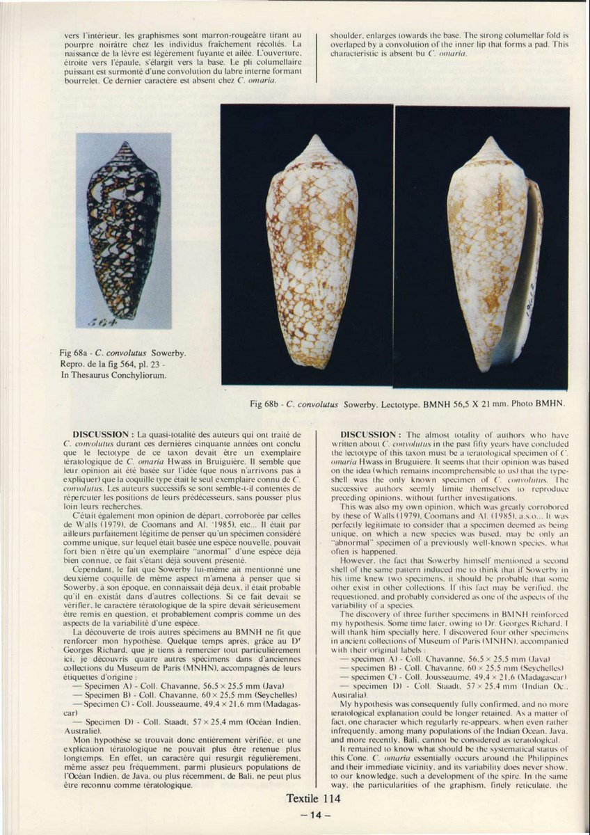 Conus convolutus, Sowerby II 1857